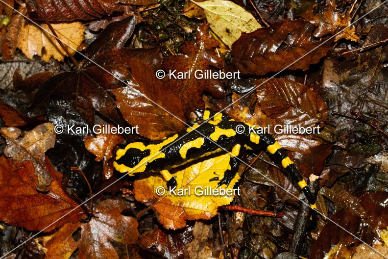 Karl-Gillebert-salamandre-tachetee-salamandra-salamandra-7502.jpg