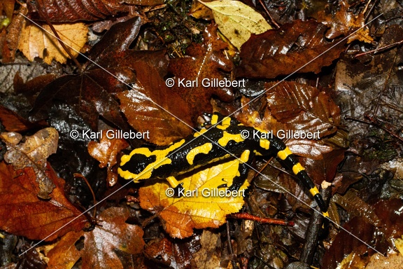 Karl-Gillebert-salamandre-tachetee-salamandra-salamandra-7502