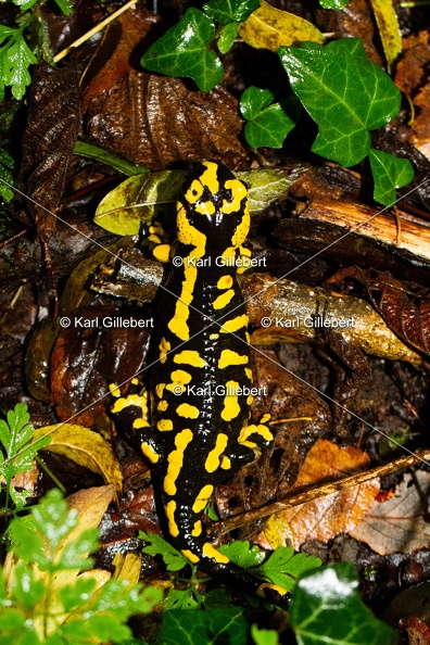 Karl-Gillebert-salamandre-tachetee-salamandra-salamandra-7505.jpg