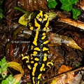 Karl-Gillebert-salamandre-tachetee-salamandra-salamandra-7505