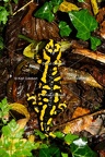 Karl-Gillebert-salamandre-tachetee-salamandra-salamandra-7505