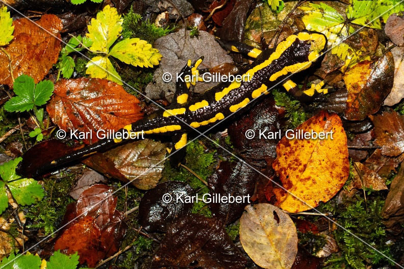 Karl-Gillebert-salamandre-tachetee-salamandra-salamandra-7526.jpg