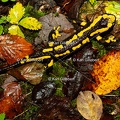Karl-Gillebert-salamandre-tachetee-salamandra-salamandra-7526