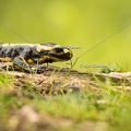 Karl-Gillebert-salamandre-tachetee-salamandra-salamandra-8149
