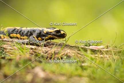 Karl-Gillebert-salamandre-tachetee-salamandra-salamandra-8149