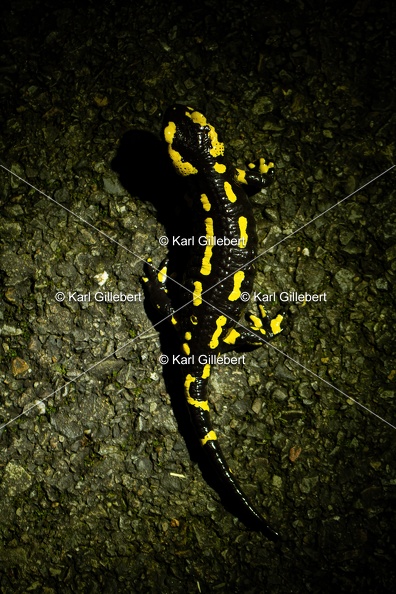 Karl-Gillebert-salamandre-tachetee-salamandra-salamandra-2.jpg