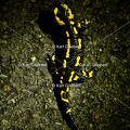 Karl-Gillebert-salamandre-tachetee-salamandra-salamandra-2