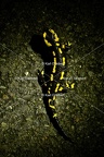 Karl-Gillebert-salamandre-tachetee-salamandra-salamandra-2