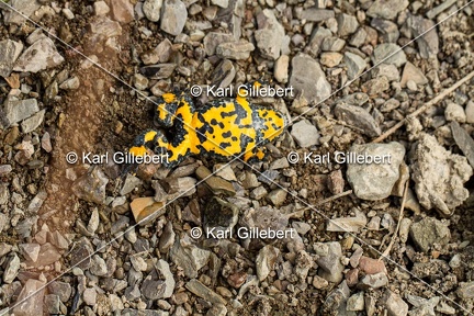 Karl-Gillebert-sonneur-a-ventre-jaune-Bombina-variegata-3510