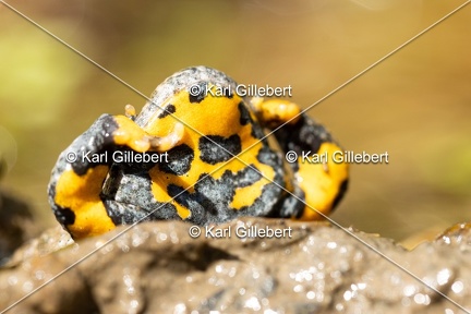 Karl-Gillebert-sonneur-a-ventre-jaune-Bombina-variegata-5599