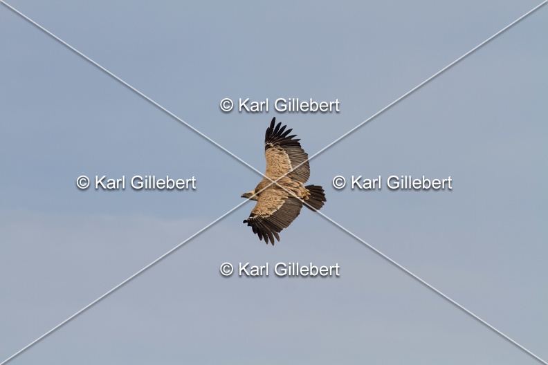 Karl-Gillebert-vautour-fauve-gyps-fulvus-3558.jpg