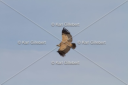 Karl-Gillebert-vautour-fauve-gyps-fulvus-3558