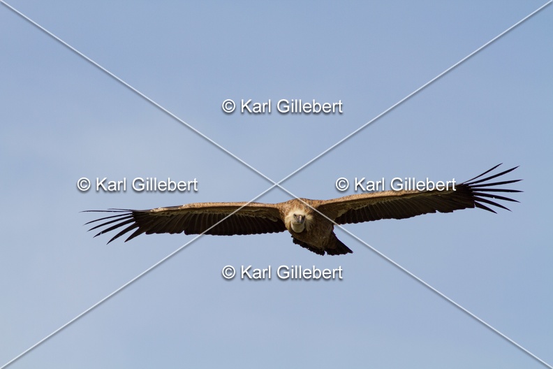 Karl-Gillebert-vautour-fauve-gyps-fulvus-3578.jpg
