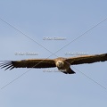 Karl-Gillebert-vautour-fauve-gyps-fulvus-3578