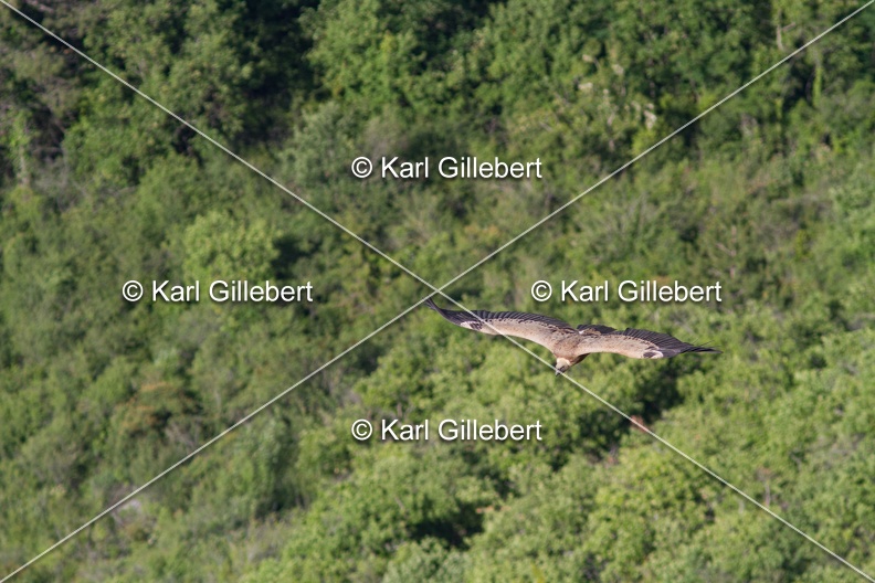 Karl-Gillebert-vautour-fauve-gyps-fulvus-3623.jpg