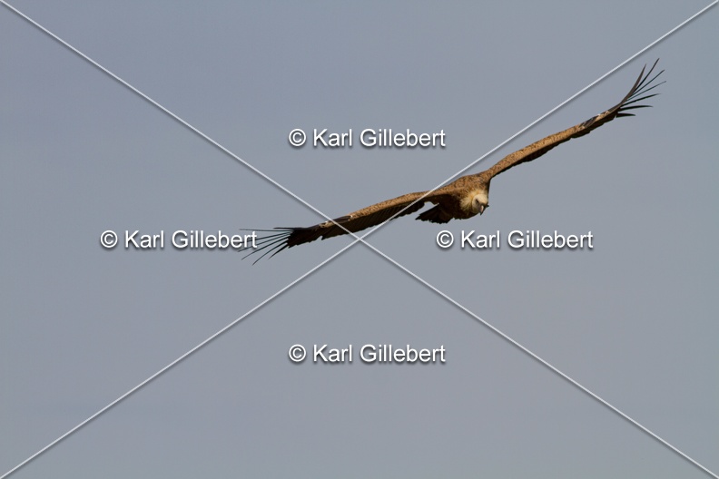 Karl-Gillebert-vautour-fauve-gyps-fulvus-3655.jpg