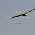 Karl-Gillebert-vautour-fauve-gyps-fulvus-3655