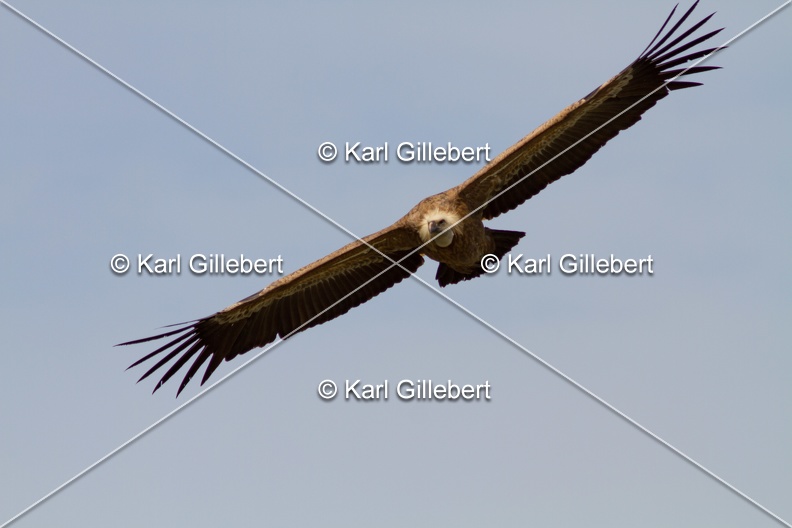 Karl-Gillebert-vautour-fauve-gyps-fulvus-3662.jpg