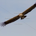 Karl-Gillebert-vautour-fauve-gyps-fulvus-3662