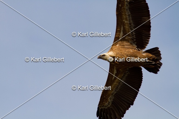 Karl-Gillebert-vautour-fauve-gyps-fulvus-3672