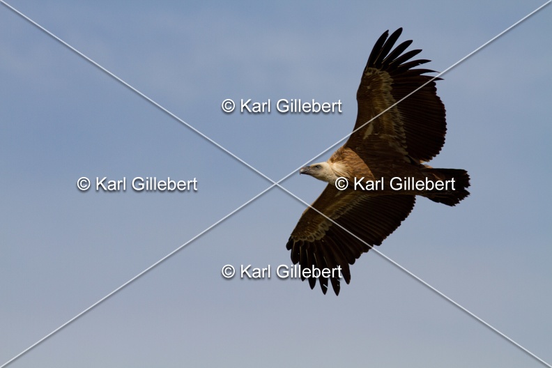 Karl-Gillebert-vautour-fauve-gyps-fulvus-3701.jpg
