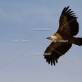 Karl-Gillebert-vautour-fauve-gyps-fulvus-3701