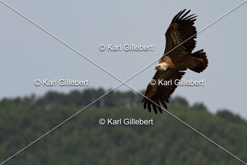 Karl-Gillebert-vautour-fauve-gyps-fulvus-3727.jpg