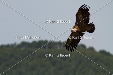 Karl-Gillebert-vautour-fauve-gyps-fulvus-3727