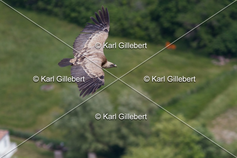 Karl-Gillebert-vautour-fauve-gyps-fulvus-4038.jpg