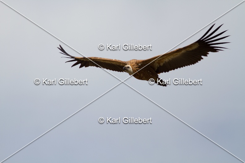 Karl-Gillebert-vautour-fauve-gyps-fulvus-4392.jpg