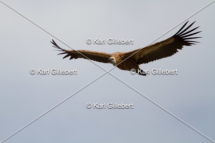 Karl-Gillebert-vautour-fauve-gyps-fulvus-4392