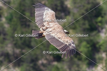 Karl-Gillebert-vautour-fauve-gyps-fulvus-6046