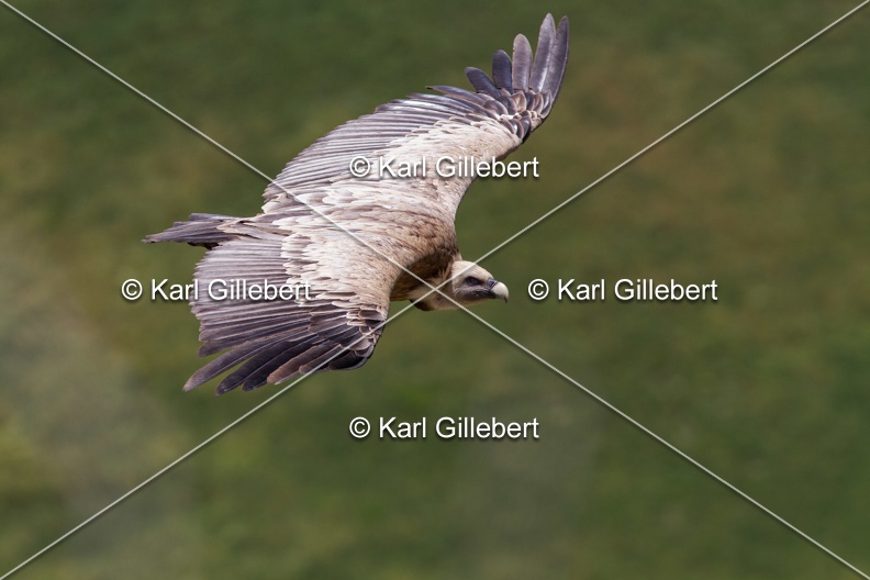 Karl-Gillebert-vautour-fauve-gyps-fulvus-6071.jpg