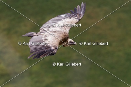 Karl-Gillebert-vautour-fauve-gyps-fulvus-6071