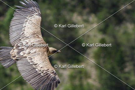 Karl-Gillebert-vautour-fauve-gyps-fulvus-6074