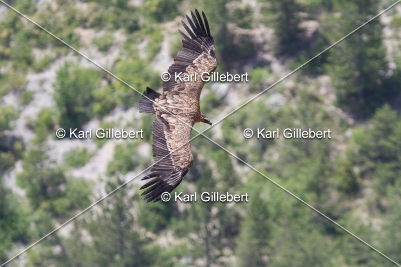 Karl-Gillebert-vautour-fauve-gyps-fulvus-6089.jpg