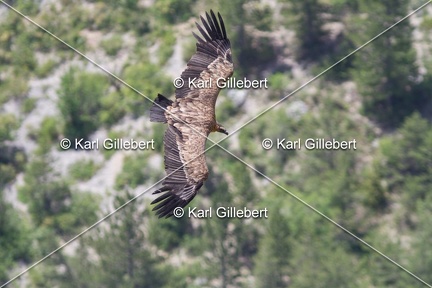 Karl-Gillebert-vautour-fauve-gyps-fulvus-6089