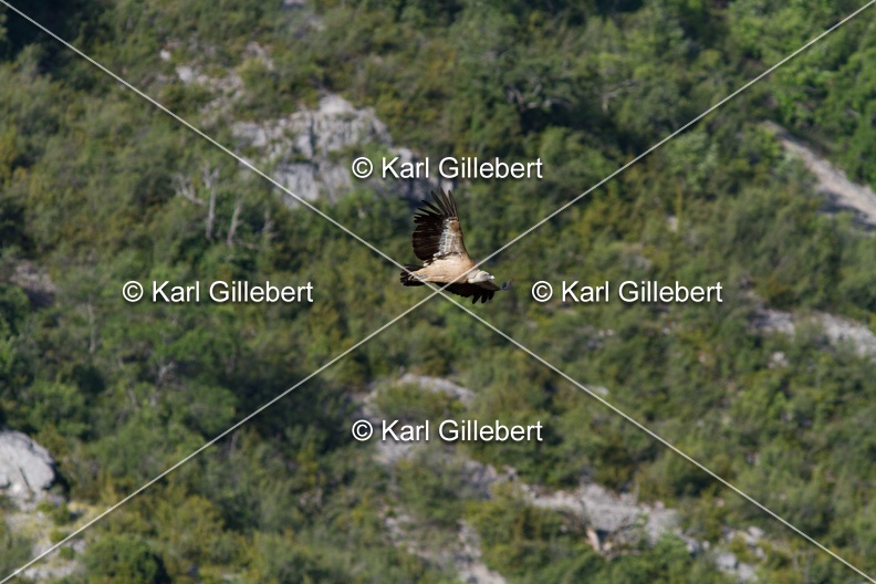 Karl-Gillebert-vautour-fauve-gyps-fulvus-3401.jpg