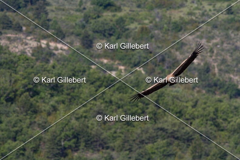 Karl-Gillebert-vautour-fauve-gyps-fulvus-3406.jpg
