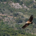Karl-Gillebert-vautour-fauve-gyps-fulvus-3414