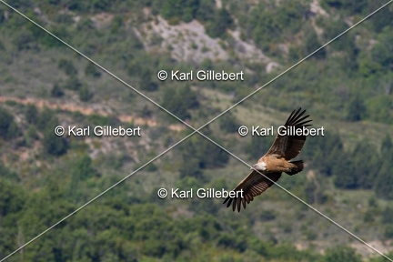 Karl-Gillebert-vautour-fauve-gyps-fulvus-3414