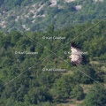 Karl-Gillebert-vautour-fauve-gyps-fulvus-3422