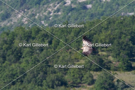Karl-Gillebert-vautour-fauve-gyps-fulvus-3422