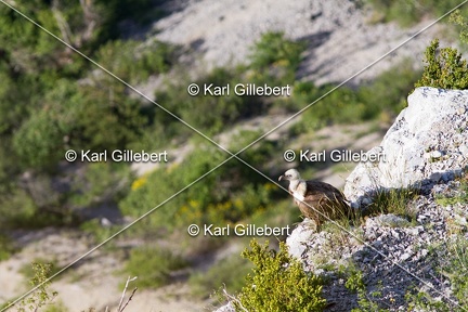 Karl-Gillebert-vautour-fauve-gyps-fulvus-3467
