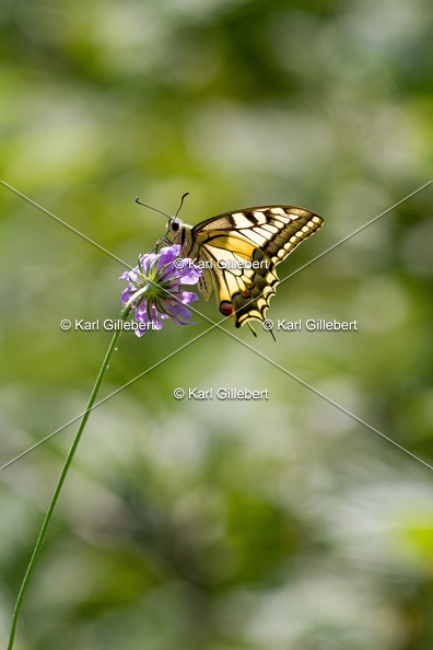 Karl-Gillebert-machaon-Papilio-machaon-0280.jpg