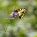 Karl-Gillebert-machaon-Papilio-machaon-0280