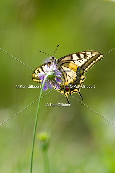 Karl-Gillebert-machaon-Papilio-machaon-0291.jpg
