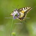 Karl-Gillebert-machaon-Papilio-machaon-0291