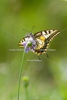 Karl-Gillebert-machaon-Papilio-machaon-0291