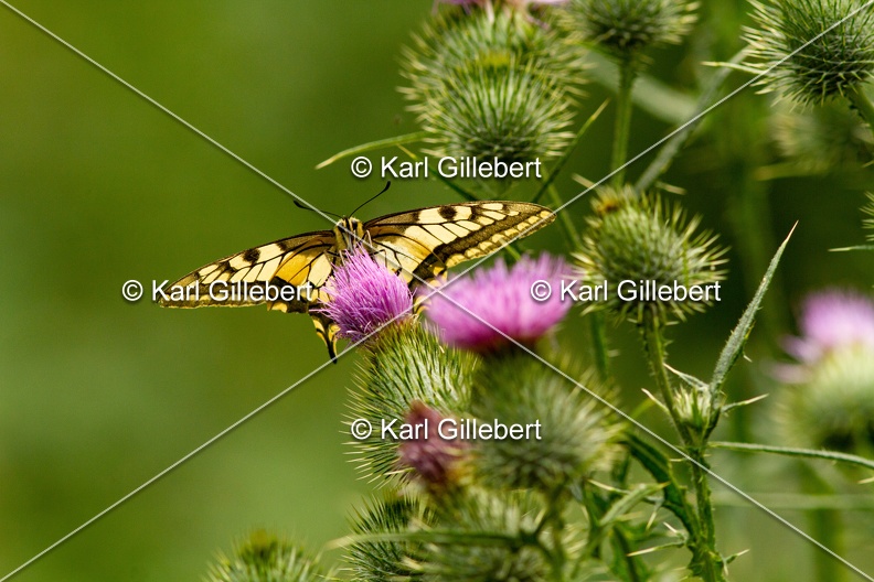 Karl-Gillebert-machaon-Papilio-machaon-0557.jpg